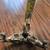 Vintage Soild Brass Elephant Display Stand 7 thumbnail