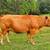 Herd Dispersal - Calico Livestock - Gelbvieh / Red Angus / Senepol 2 thumbnail