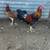 Gamefowl stags 11 thumbnail