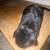 Black Bunny 6 thumbnail