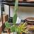 Garden - Plants - Cactus - Succulents for Sale! 16 thumbnail