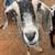 Goats 2 thumbnail