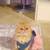 Kitten -rehoming 5 thumbnail