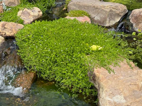 pond plants plus free mosquito fish for rehoming 1