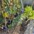 Potted plants 2 thumbnail