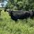 9 Angus - Cows 1 thumbnail