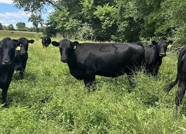 9 Angus - Cows 1