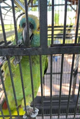 Blue front amazon 1