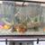 Fish tank 1 thumbnail