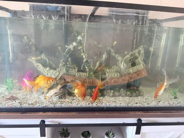 Fish tank 1
