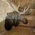 Giant Taxidermy Real Moose Head Wall Hanging Trophy 11 thumbnail
