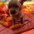 Golden Retreiver 10 thumbnail