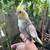 COCKATIEL 2 thumbnail
