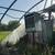 65 ft. Greenhouse 4 thumbnail