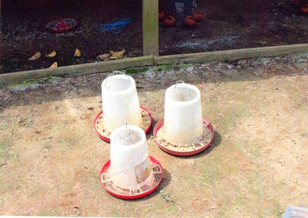 Chicken Feeders 1