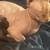 Bambino kittens 1 thumbnail