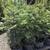 NW Native Trees & Shrubs 9 thumbnail