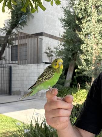 FOUND Green & Yellow Budgie (Parakeet) – Glendale (Glendale)