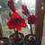 Amaryllis Red Lion Flowering House Plant 4 thumbnail