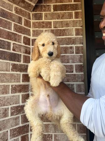 Adopción de hermosos cachorros estándar goldendoodle (Houston)63382782152961121