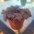 Burro's Tail, Calico Kitten, Blue Chalkstick 3 thumbnail