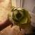 Aeonium 1 thumbnail