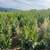 Laurel plants 4 thumbnail