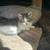 Cute Autumn Kitties 2 thumbnail