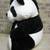 Giant Panda 4 thumbnail
