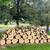 Wood 1 thumbnail