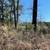 3 acres +/- linden TX 2 thumbnail