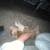 Rehoming English bulldog 3 thumbnail