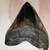 Fossilized Megalodon Tooth 2 thumbnail