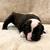 Olde English Bulldog Puppies 5 thumbnail
