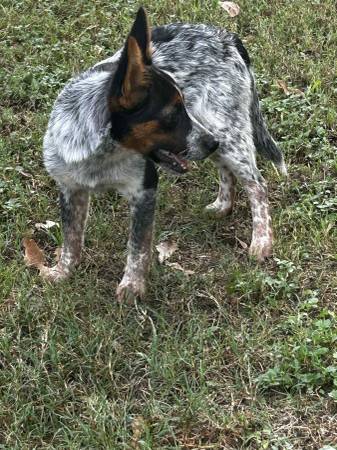 Cachorro de 3 meses de blue heeler necesita un hogar (Magnolia)63859314333185124
