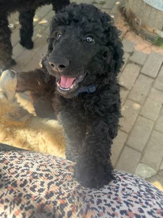 Rehoming Standard Poodle64009563511681120
