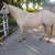 AQHA POCO BUENO/TWO EYED JACK FILLY 9 thumbnail