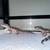 Baby Leopard geckos 5 thumbnail
