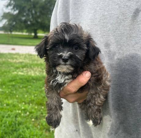 Yorkiepoo Pups (Sullivan)63671518803457121