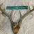 Deer antler (European) & 2 Standard antler mounts 3 thumbnail