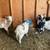 FREE Nigerian Dwarf Goats 4 thumbnail