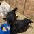 Pullets for sale 3 thumbnail
