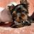 Yorkshire terrier titled 3 thumbnail