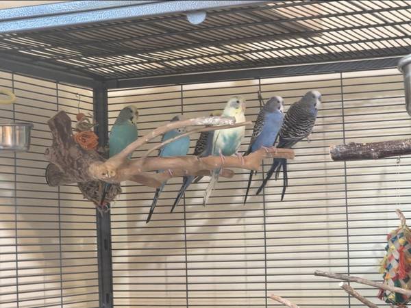 6 Budgies with Full Setup 1
