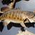 Taxidermy Smallmouth Bass, Salmon 3 thumbnail