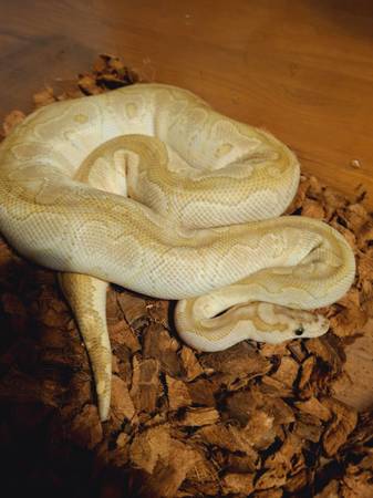 Rehoming ball pythons (Lincoln)63623063405699122