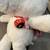 Target Bullseye White Dog With Backpack Plush BRAND NEW 3 thumbnail