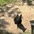 German shepherd 2 thumbnail