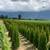 Premium Quality Cedar Hedges For Sale 1 thumbnail