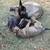 BELGIAN MALINOIS 4 thumbnail